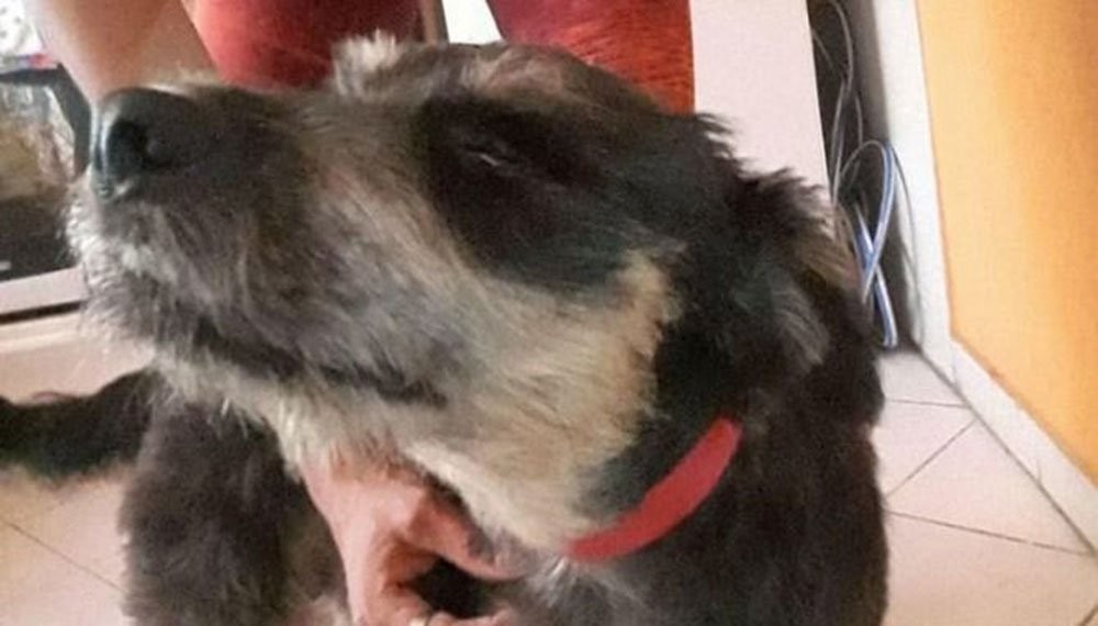 Fallo histórico: dictaron una perimetral a un joven que maltrató a su perra | Actualidad