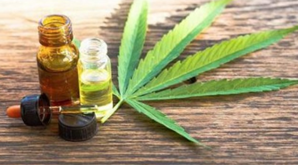 Proyecto para desarrollar la industria del cannabis medicinal | Actualidad