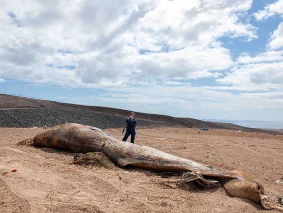Se convirtieron en millonarios al hallar ámbar gris en el estómago de una ballena | Internacionales