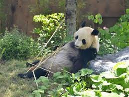 El posible embarazo de una hembra panda revaloriza acciones en la bolsa de Tokio | Internacionales