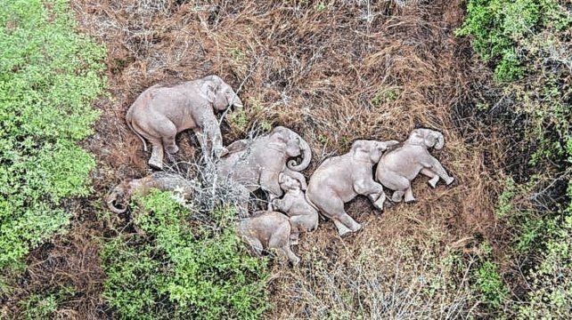 Una manada de elefantes hace escala en una ciudad y reanuda su viaje hacia el norte de China | Internacionales