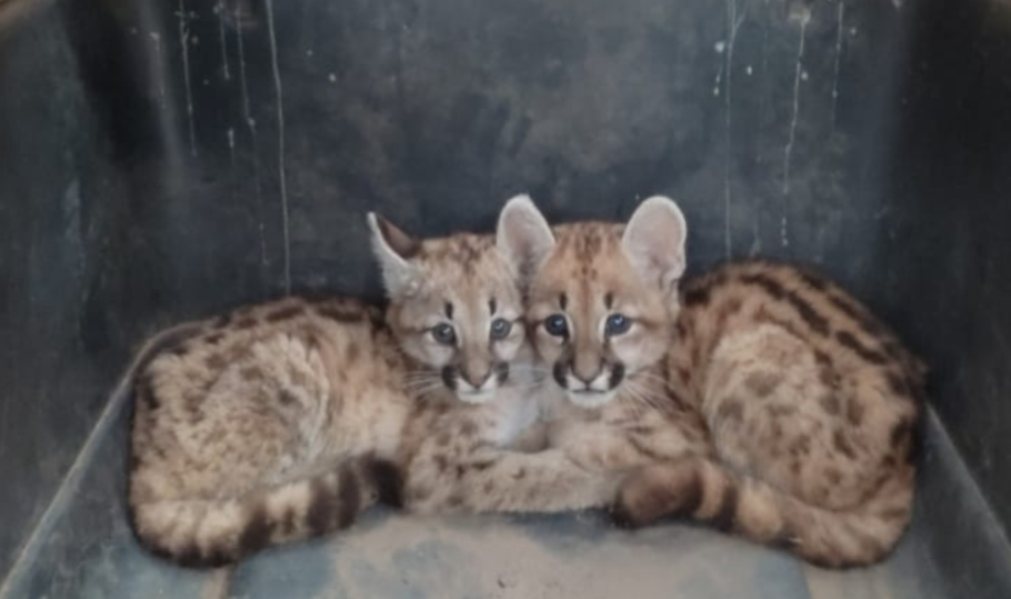 Dos cachorros de pumas dejan la ciudad para ir a un centro de rehabilitación | Córdoba