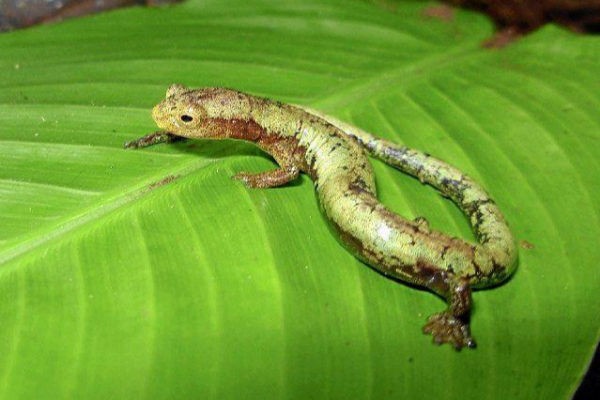 Recrean mecanismo de regeneración de médula espinal de la salamandra para aplicar en humanos | Actualidad