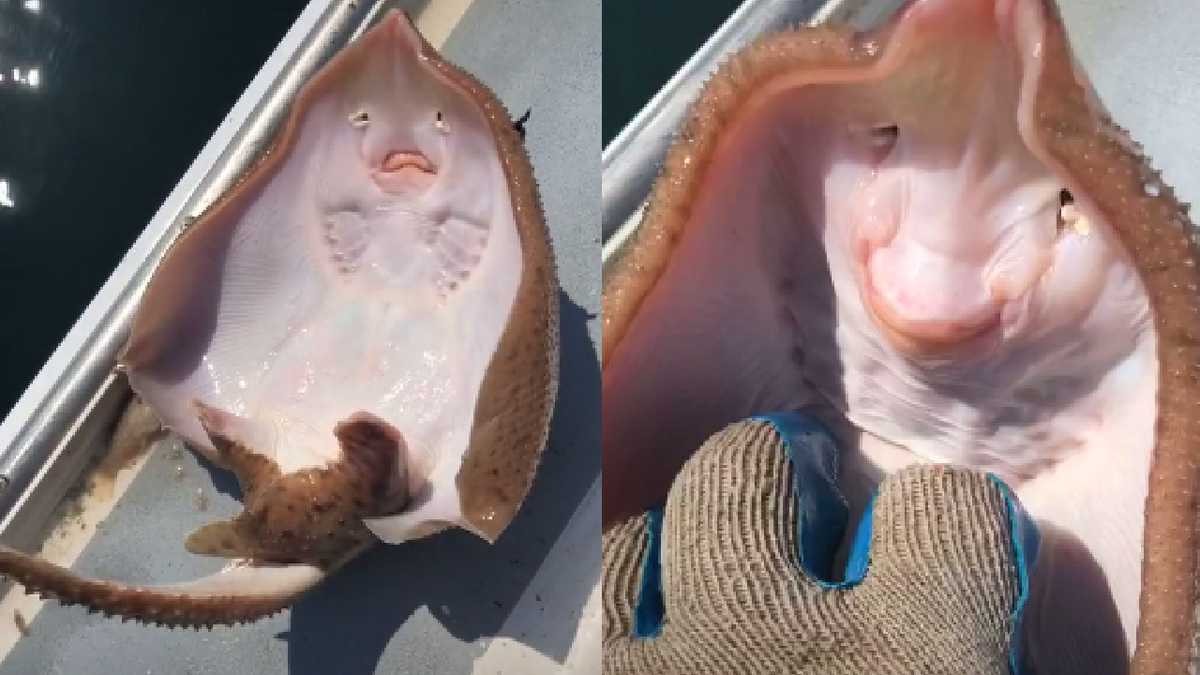 Indignación tras video viral de una raya que se “ríe”: ¡Está sufriendo! | Curiosidades