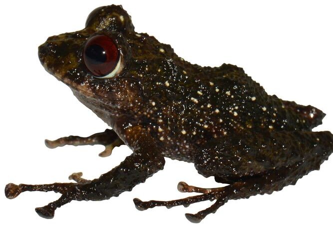 "Led Zepellin": la nueva especie de ranas de ojos rojos descubierta en Ecuador | Curiosidades