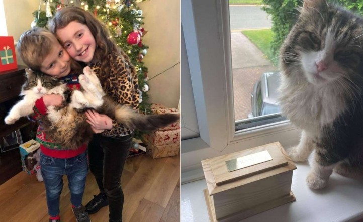 Lloraron la muerte de su gato y lo cremaron: al mes siguiente apareció vivo | Curiosidades
