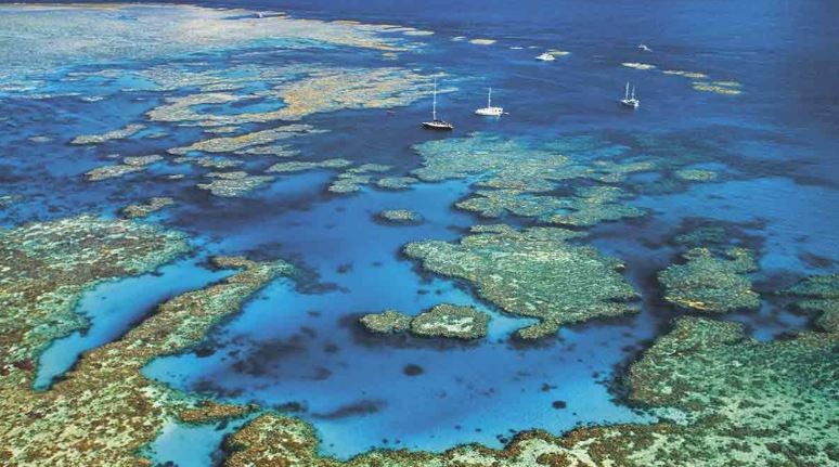 La Gran Barrera de Coral australiana, en riesgo de dejar de ser la octava maravilla del mundo | Internacionales