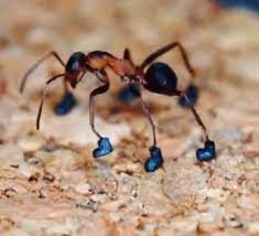 El extraño tiktoker que armó botas en miniatura para una hormiga | Redes