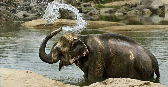 Elefante en India mató a 16 personas en dos meses después de ser rechazado por su rebaño | Internacionales