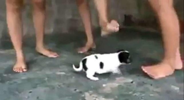 Condenado a tres años de cárcel por pagarle a personas para que maltrataran a animales | Actualidad