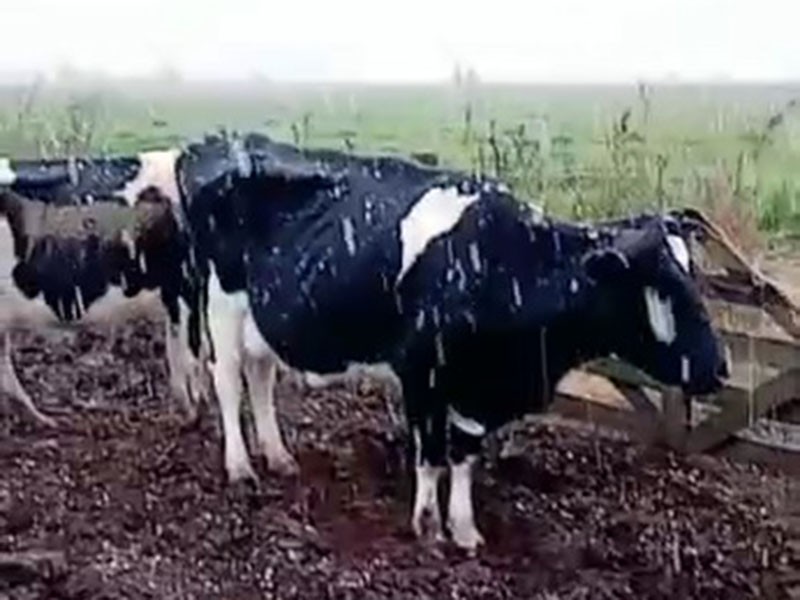 Nieve en Santa Fe: copos tapizaron los campos a 135 kilómetros de Rosario | Actualidad