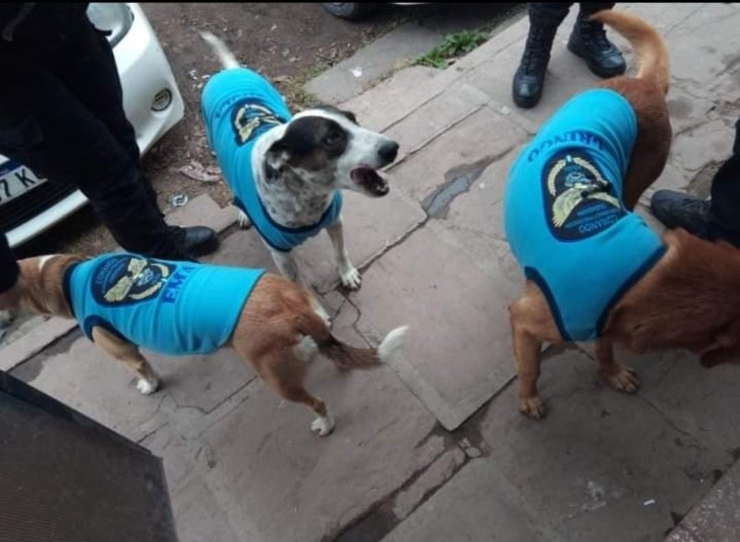 Policías abrigaron a perros de la calle con "uniformes" del Comando de Seguridad | Curiosidades