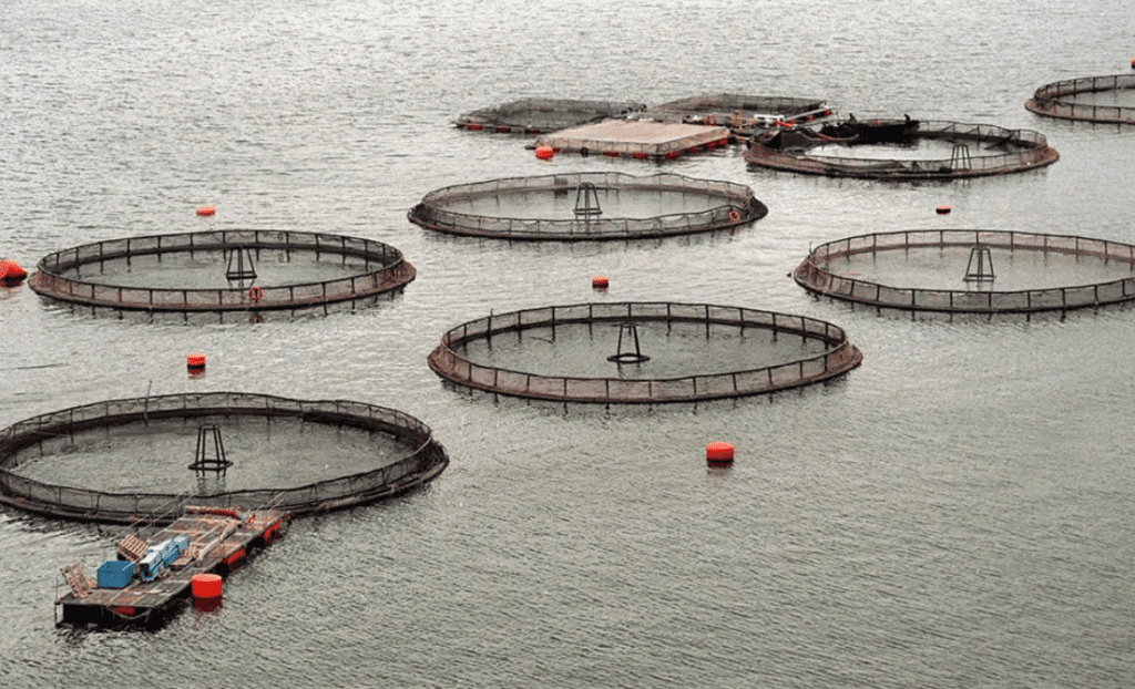 Tierra del Fuego, el primer lugar del mundo en prohibir la cría de salmones | Actualidad