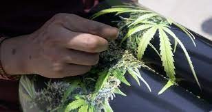 El ministro Kulfas asegura que la industria del cannabis medicinal generará 10.000 empleos | Política y economía