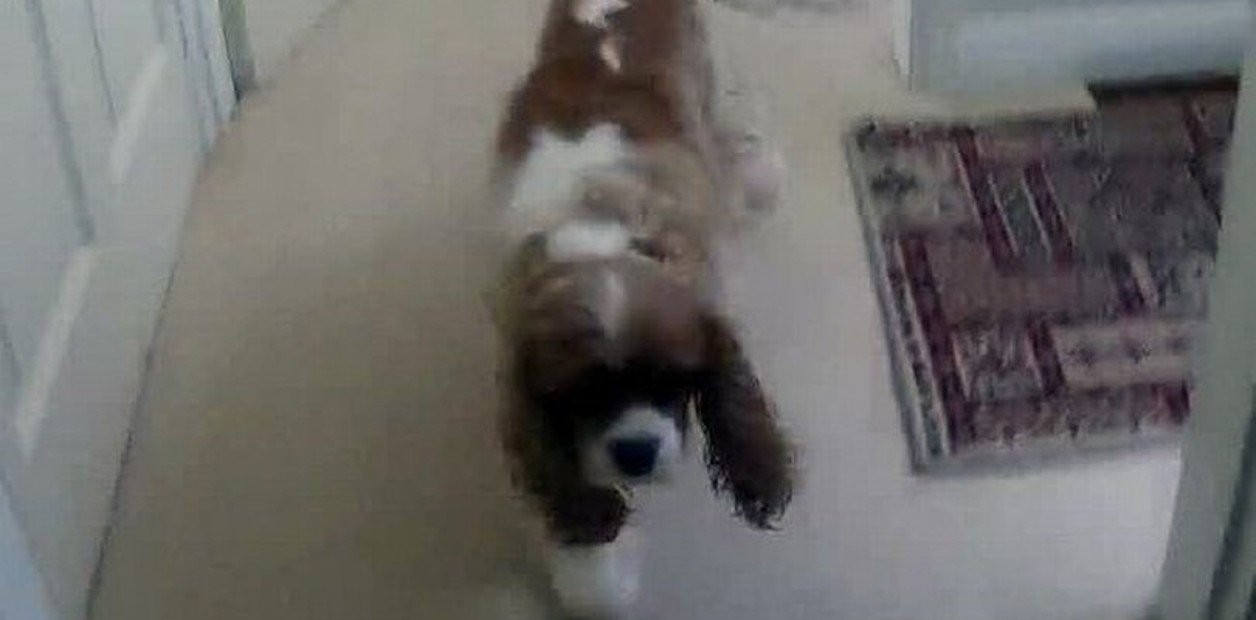 Reportó la desaparición de su perro, se movilizaron vecinos y policías: lo hallaron debajo del sillón de la dueña | Internacionales