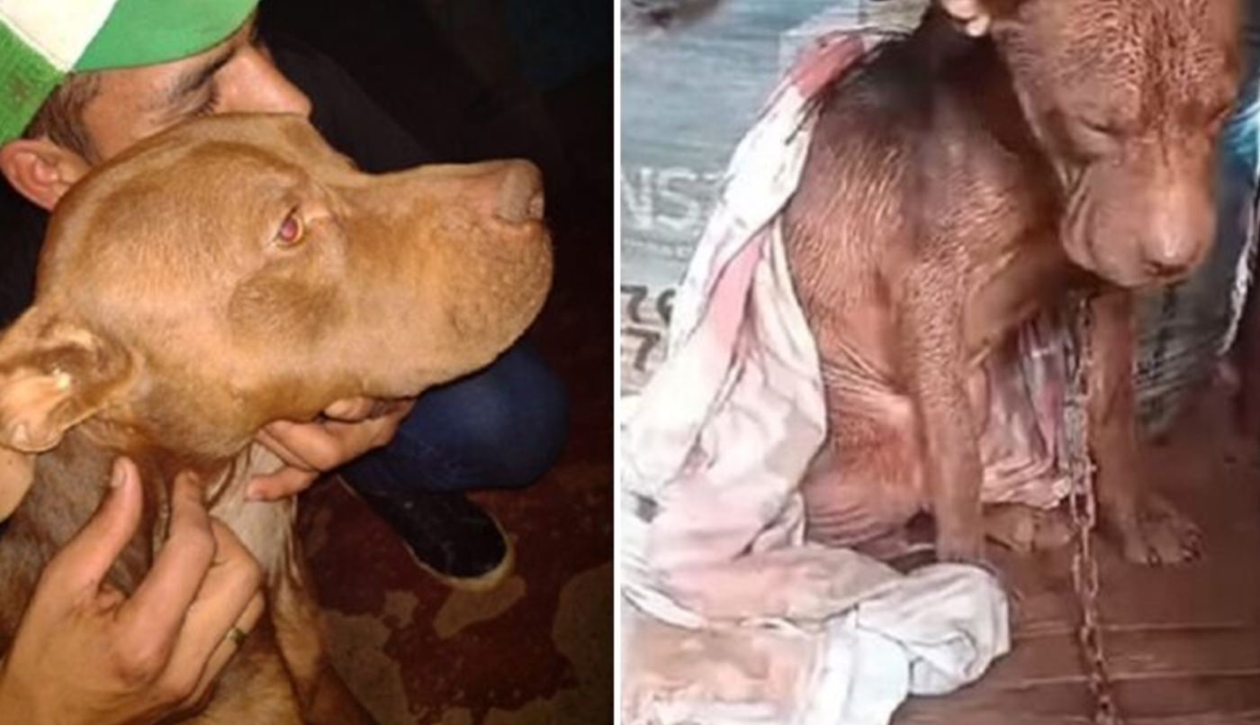 Un muchacho se llevó el perro de un vecino porque lo maltrataba: “Prefiero ir preso antes de que muera” | Actualidad