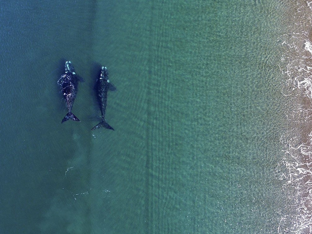Chubut: comenzó la temporada de ballenas en Península Valdés | Actualidad