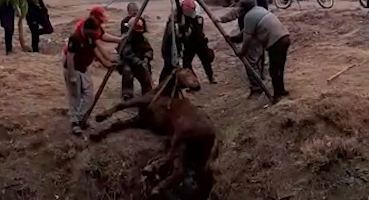 VIDEO: rescataron a un caballo que se encontraba en un  canal | Córdoba