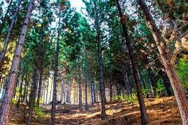 Investigan la tala de bosques nativos de alto valor de conservación en una pista de esquí de Chubut | Actualidad