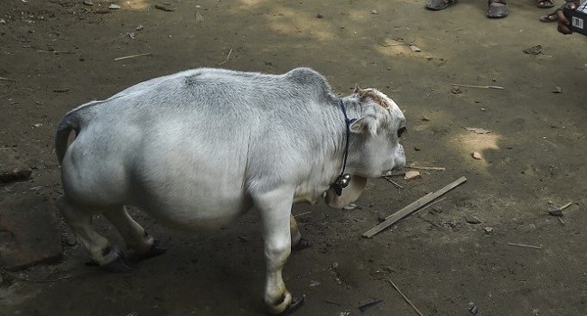 Video: furor turístico en Bangladesh por una vaca enana | Internacionales