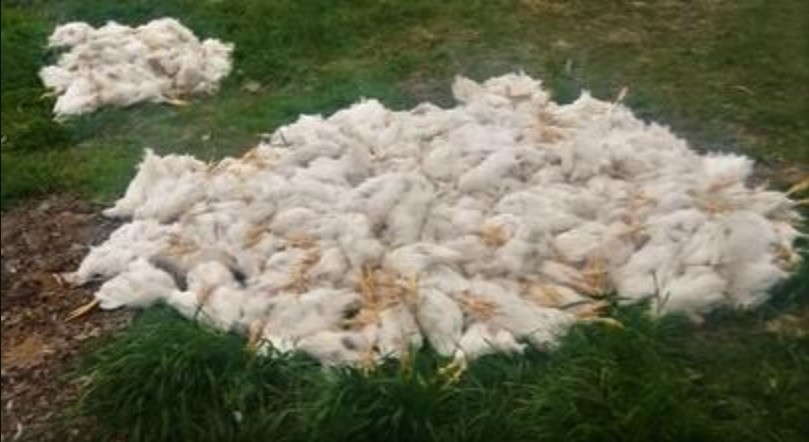 Acusan a dos nenes de matar a palazos a 700 gallinas en Santa Fe | Actualidad