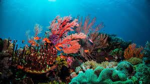 Las posibilidades de recuperar la Gran Barrera de Coral son "muy pobres", afirman especialistas | Internacionales