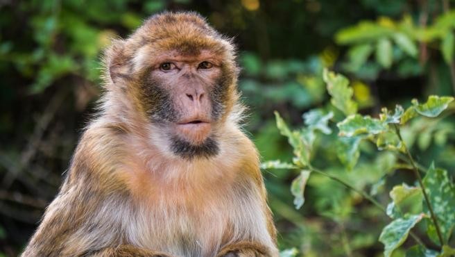 Alarma en China: primer humano muerto por el virus del mono B | Internacionales