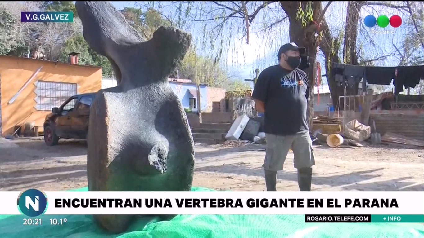 Por la bajante histórica del Paraná encontraron el hueso de un mamífero marino gigante | Actualidad