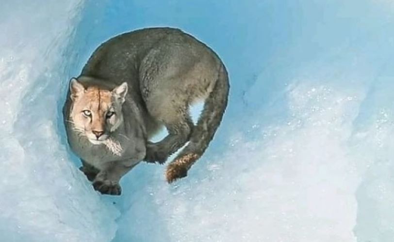 Filman a un puma sobre un iceberg en el Parque Nacional Los Glaciares | Curiosidades