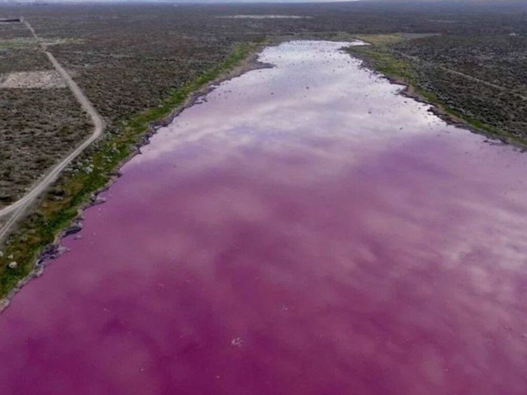 Alarma en Trelew por una laguna que se tiño de rosa | Actualidad