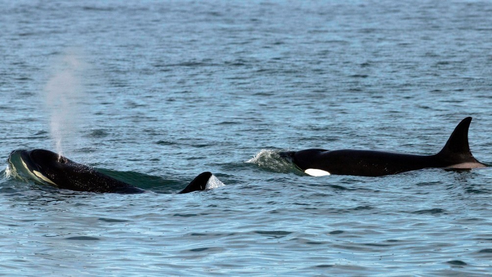 Avistan por primera vez una cría de orcas frente a las costas de Río Negro | Actualidad