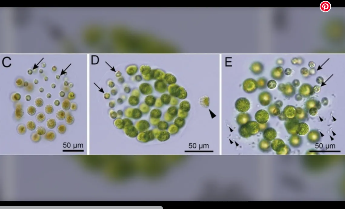 Descubren la primera especie con tres sexos distintos | Curiosidades