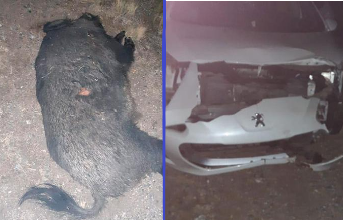 Jabalíes sueltos, un peligro más al transitar por las Altas Cumbres | Córdoba