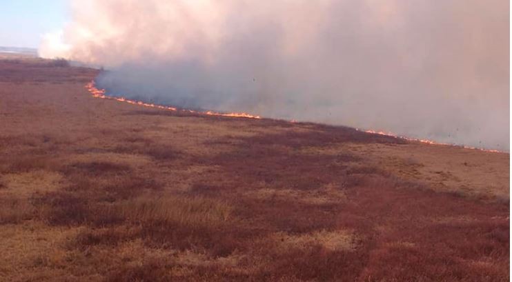 Realizan operativos aéreos y náuticos por nuevos incendios en las islas del delta del Paraná | Actualidad