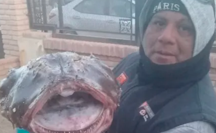 El extraño pez con colmillos y antenas que atrapó un pescador en la Patagonia | Curiosidades