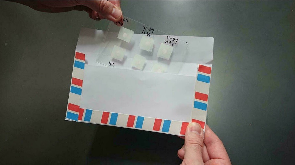 Científicos japoneses desarrollan postales de esperma de ratón liofilizado | Internacionales