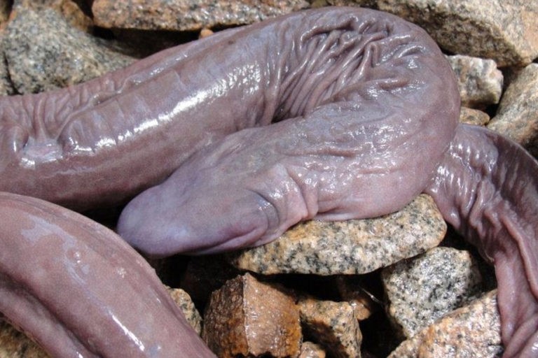 Descubren una "serpiente pene" en Estados Unidos | Internacionales