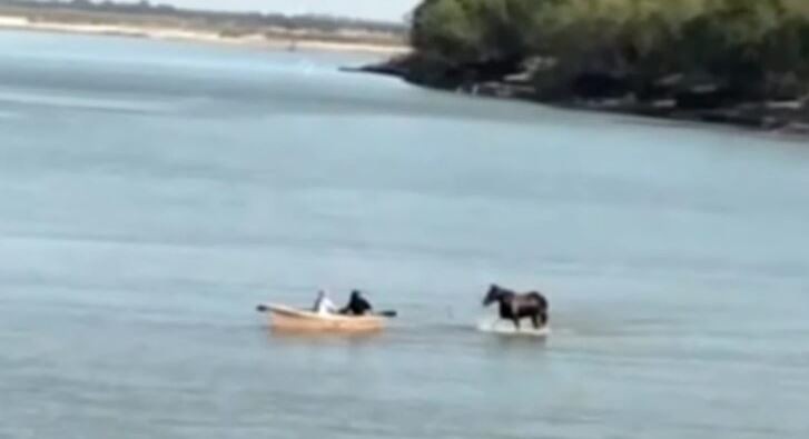Por la bajante, un caballo cruzó el río Paraná caminando | Actualidad