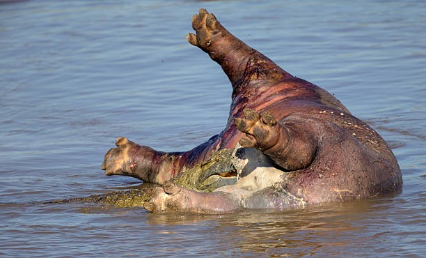 Vertido tóxico provoca la muerte de hipopótamos | Internacionales