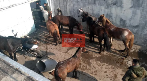 Rescatan 22 caballos explotados por narcos para competir en cinchadas ilegales | Actualidad