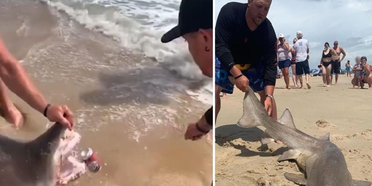 Video: usaron los dientes de un tiburón vivo para abrir una cerveza | Internacionales