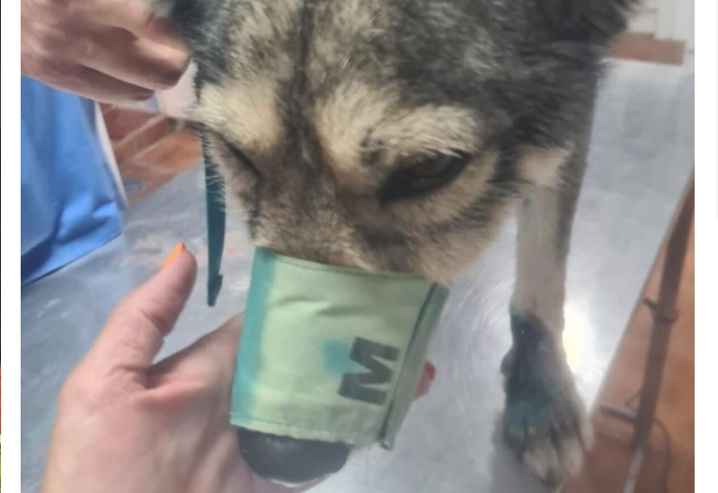 Enganchó a su perro al auto y  lo arrastró más de 500 metros, una mujer intervino en defensa del animal | Internacionales