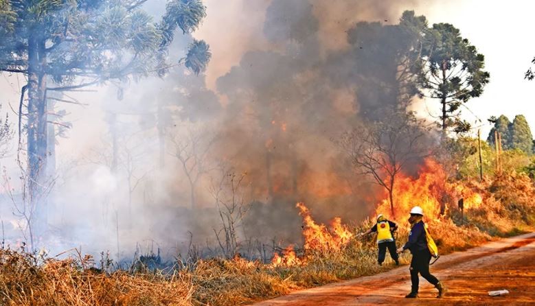 Se incendiaron unas diez hectáreas del parque Provincial Las Araucarias en Misiones | Actualidad