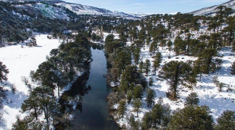 Otra tragedia en Neuquén: esta vez, la caída de una rama provocó la muerte de un bebé | Actualidad