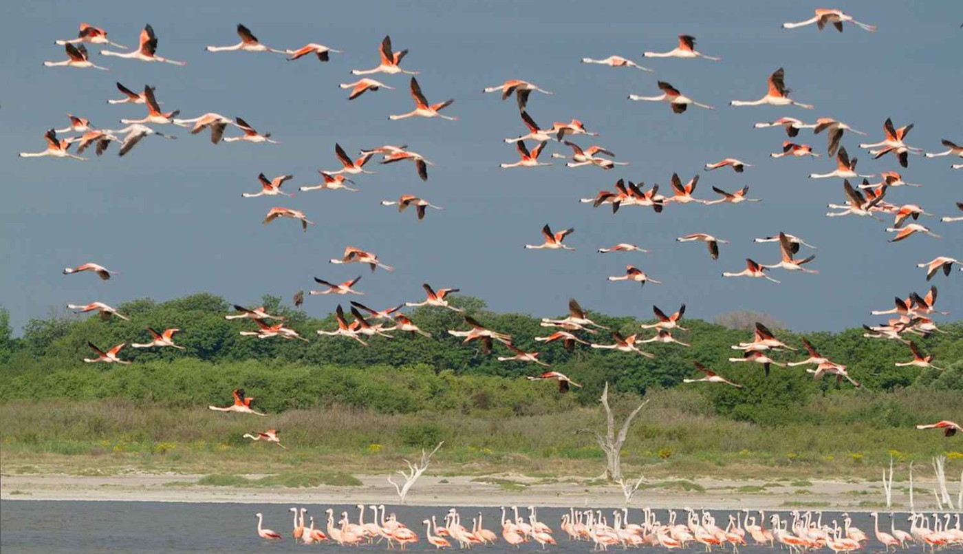 Este miércoles la Unicameral debatirá la creación del Parque Nacional Ansenuza | Córdoba