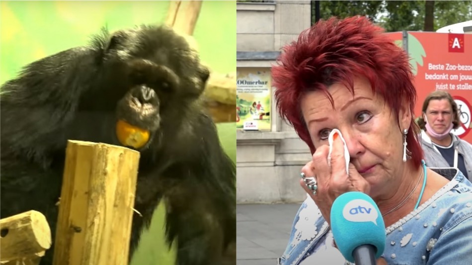 Le prohibieron la entrada a un zoo por su "relación cercana" con un chimpancé | Curiosidades