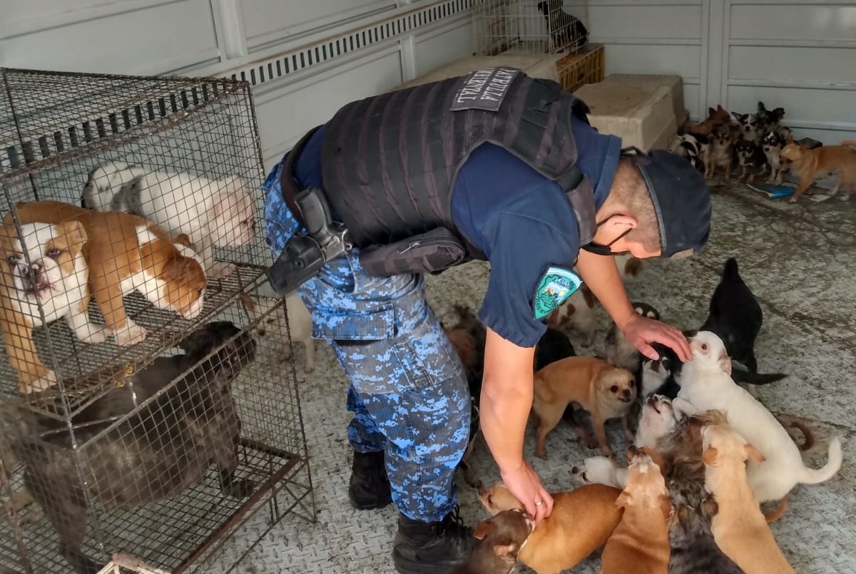 Desbarataron un criadero de perros en Salsipuedes | Córdoba