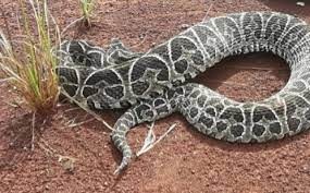 Identificaron una sustancia que podría frenar al coronavirus en el veneno de una serpiente que habita en Argentina | Internacionales