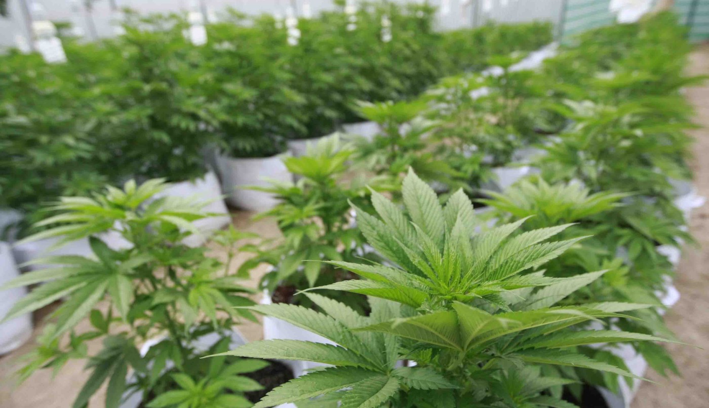 El 17,6% de las personas que usan cannabis lo hacen con fines medicinales, según encuesta nacional | Actualidad