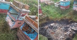 Prendieron fuego 6 colmenas y mataron a 1.000.000 de abejas | Internacionales